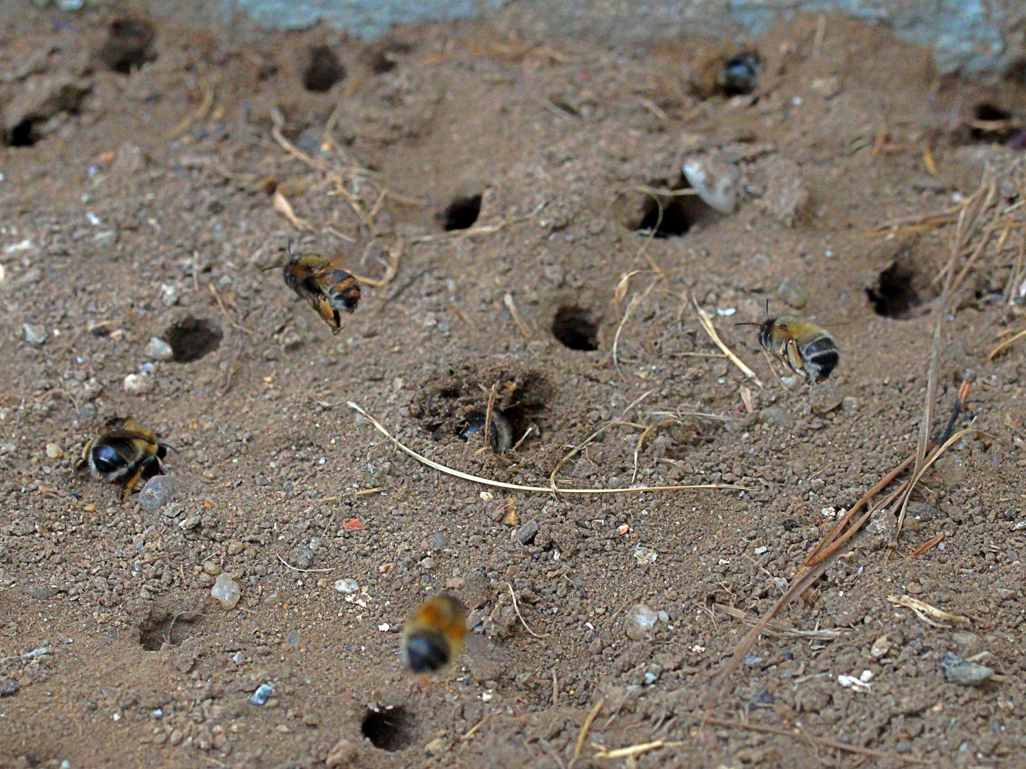 Ausflug zu den Erdbienen