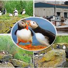 Ausflug zu den Puffins oder Lundis