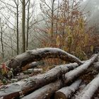 Ausflug zum Hohen Horn in Offenburg / 30.12.16 / Weg zum Horn unterhalb Rastplatz / Arbeitsdienstweg