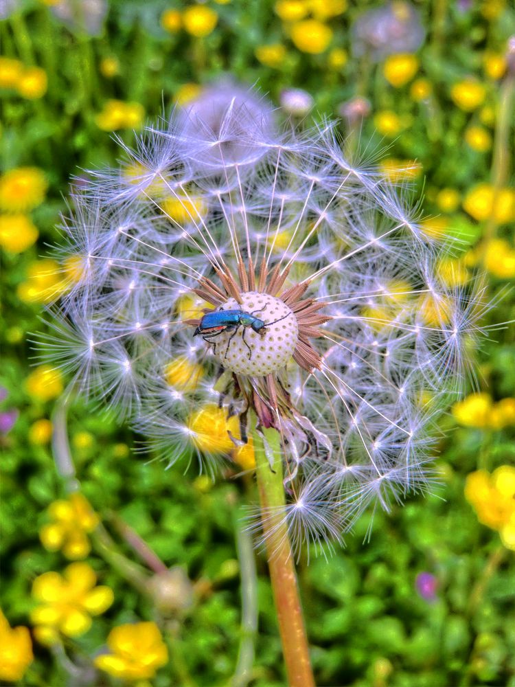 "Ausflug zum Pusteblumen-Pustekuchen"