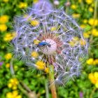 "Ausflug zum Pusteblumen-Pustekuchen"