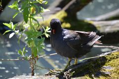 Ausflug zum Teich