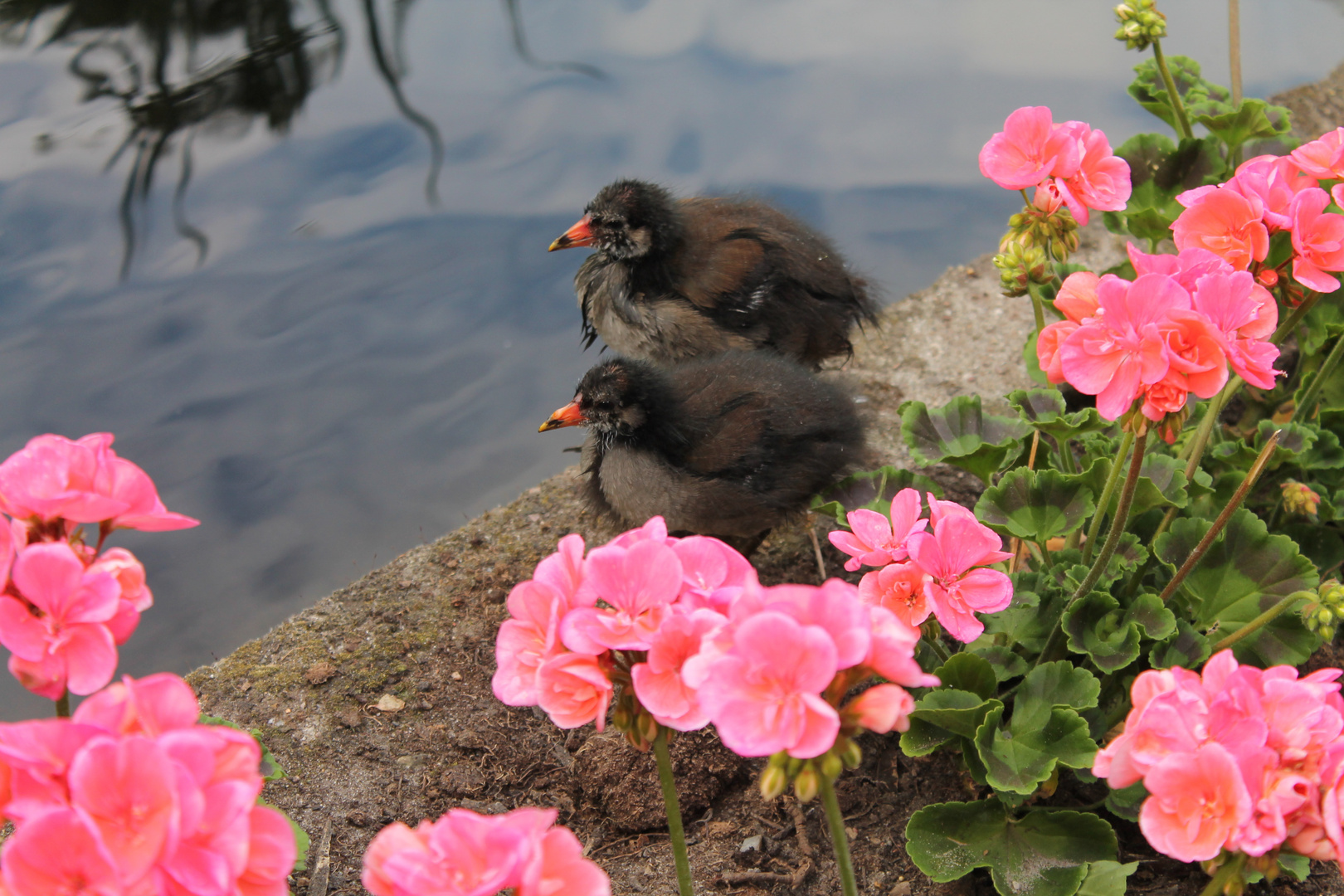 Ausflug zum Teich