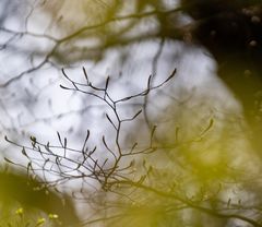 Ausflug zum Urwald Sababurg