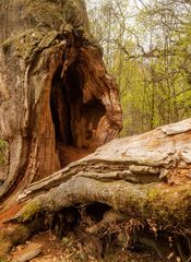 Ausflug zum Urwald Sababurg