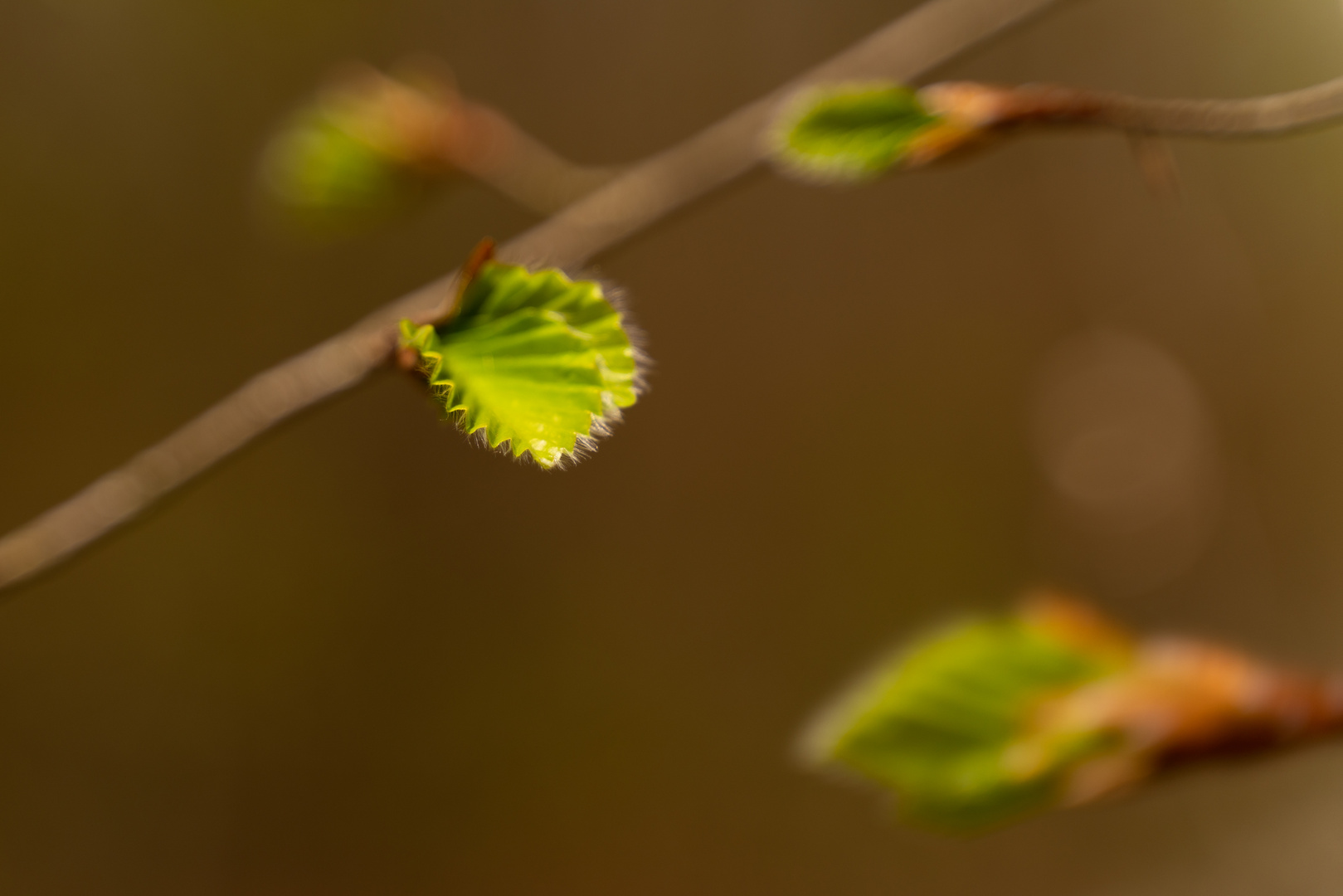 Ausflug zum Urwald Sababurg