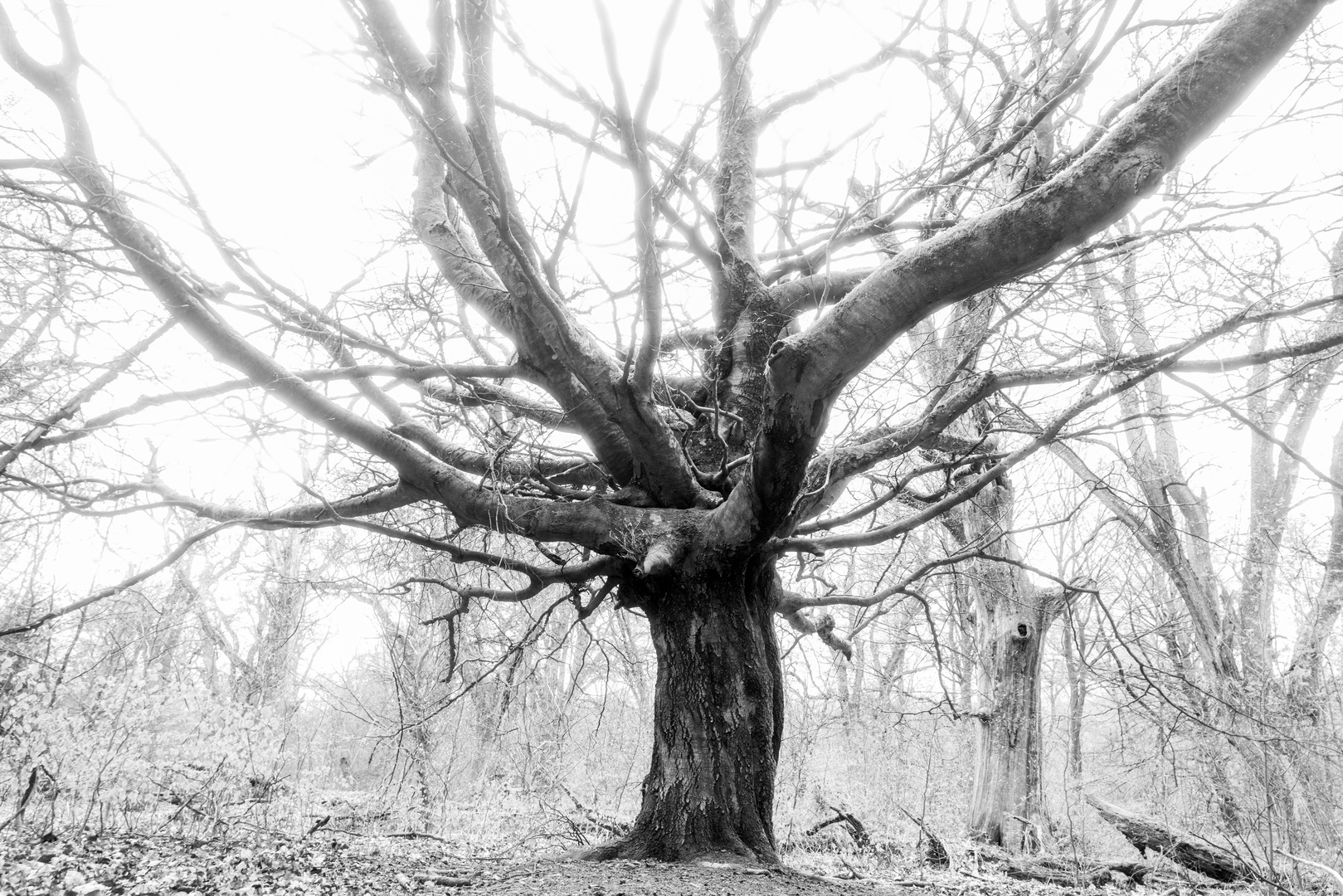 Ausflug zum Urwald Sababurg