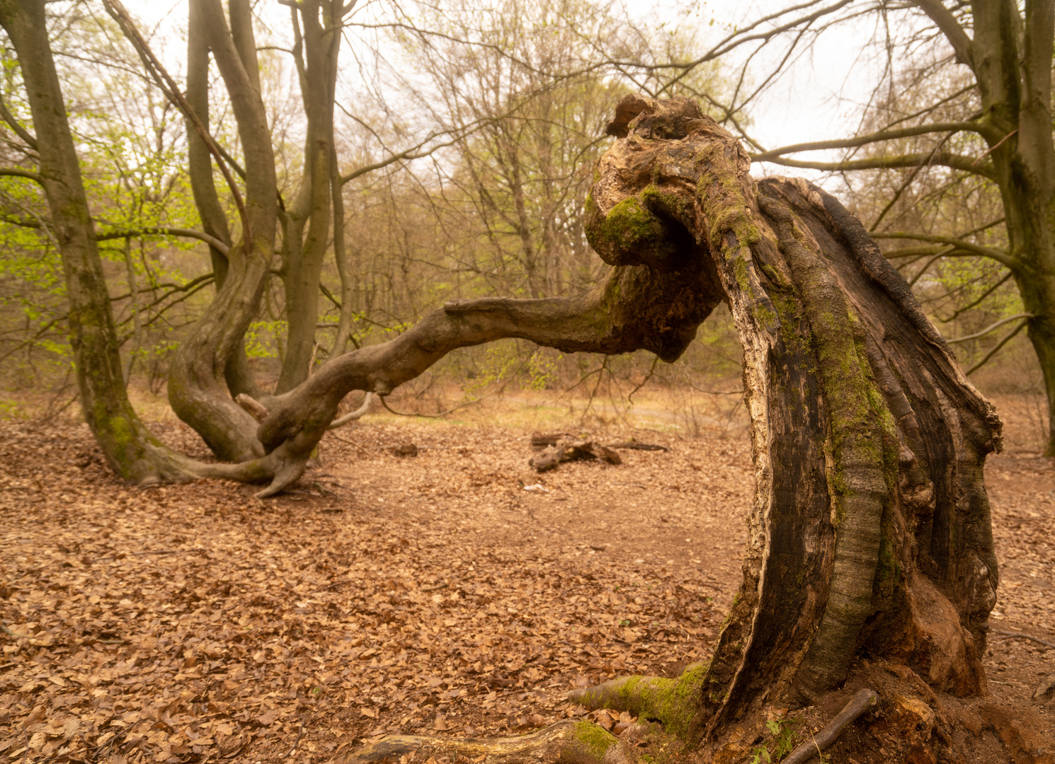 Ausflug zum Urwald Sababurg