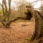 Ausflug zum Urwald Sababurg