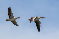 Ausflug zweier Graugänse