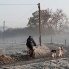 "Ausführen der Schlittenhunde"