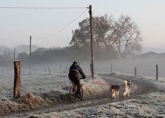 "Ausführen der Schlittenhunde"