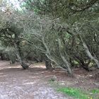 Ausgang aus dem schiefen Wald