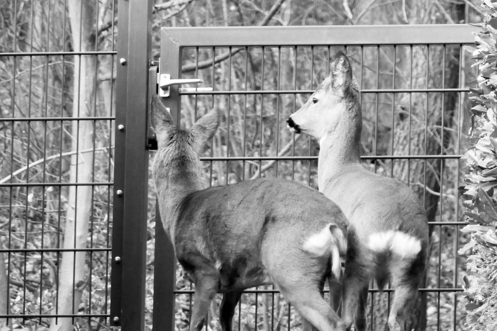 Ausgang verschlossen,  im meinem garten