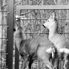 Ausgang verschlossen,  im meinem garten