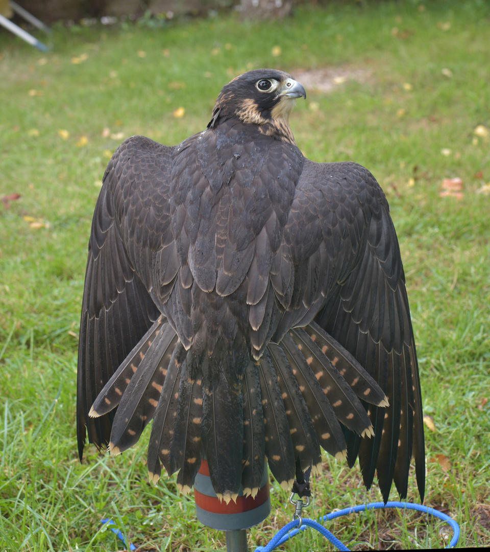 Ausgangsfoto Wanderfalke