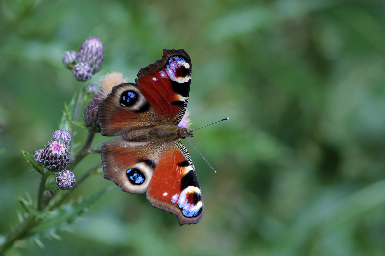 Ausgangsfoto zu "Schmetterling - PS Spielerei"