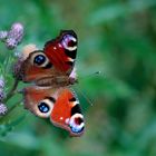 Ausgangsfoto zu "Schmetterling - PS Spielerei"