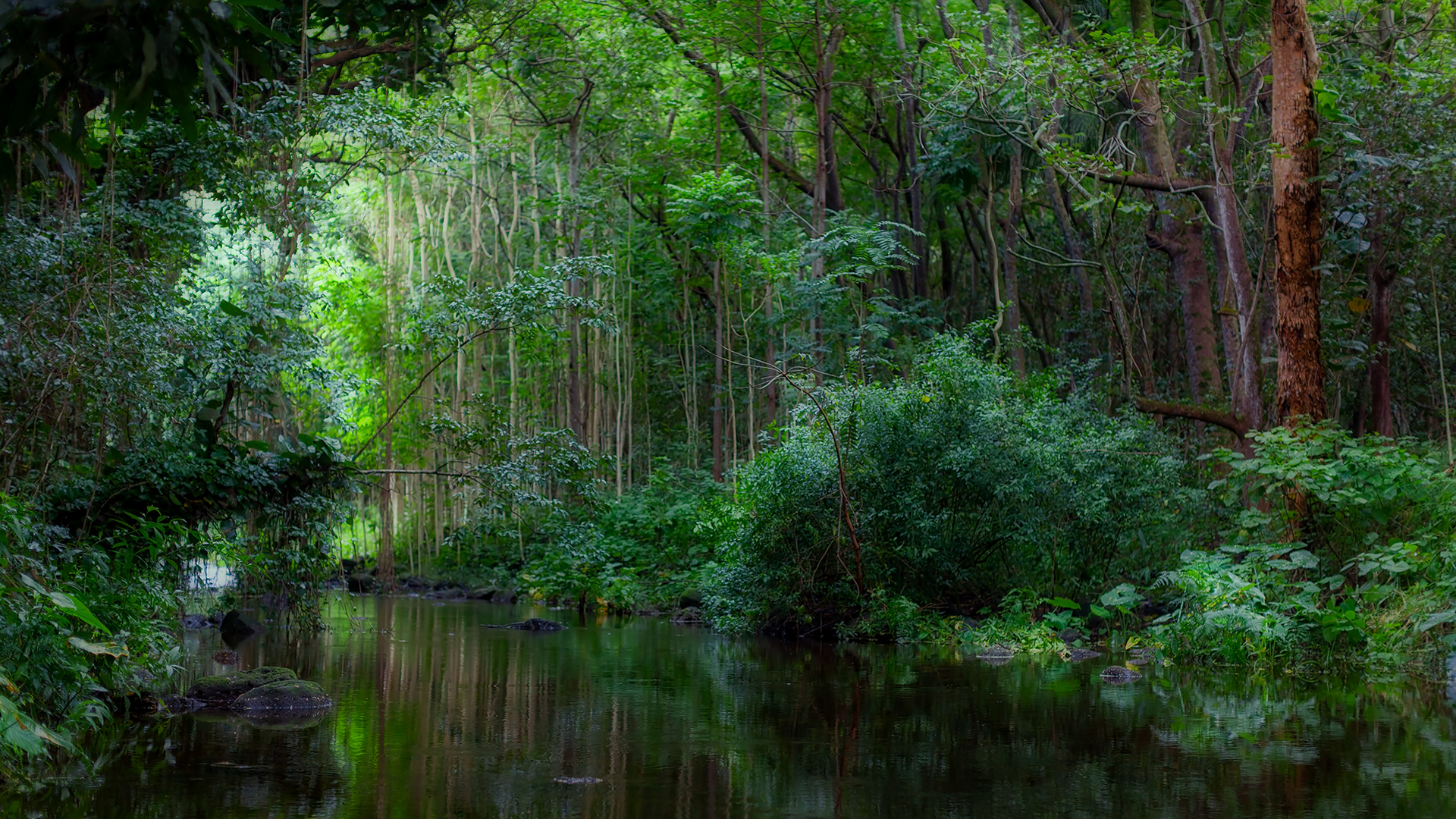 Ausgangspunkt für eine spezielle Wanderung auf Big Island