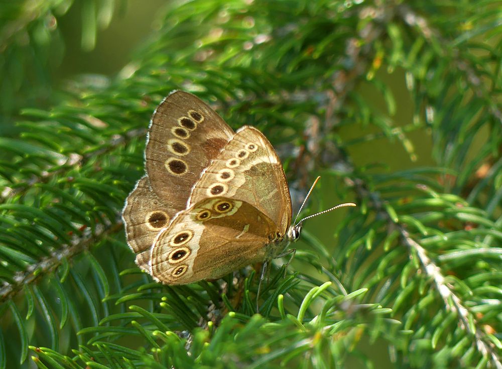 Ausgebleichter Gelbring