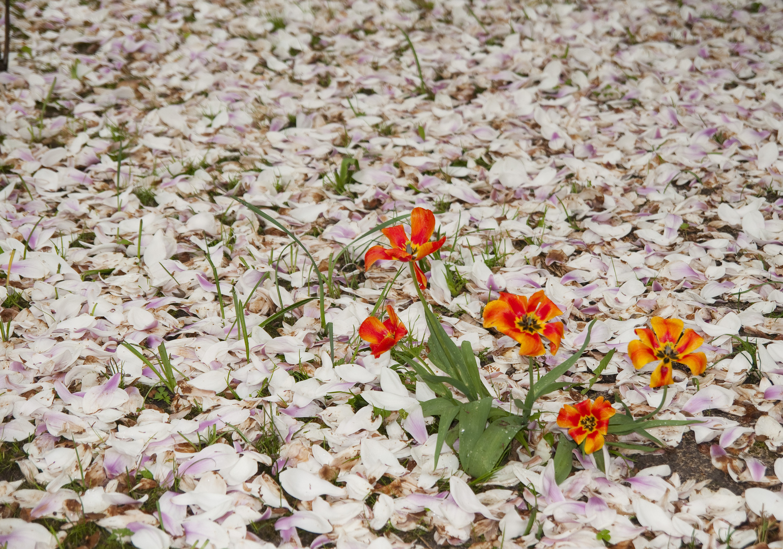 Ausgeblühte Tulpen im Blütenmeer einer Magnolie