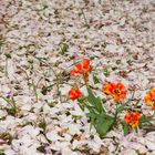 Ausgeblühte Tulpen im Blütenmeer einer Magnolie