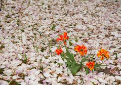 Ausgeblühte Tulpen im Blütenmeer einer Magnolie