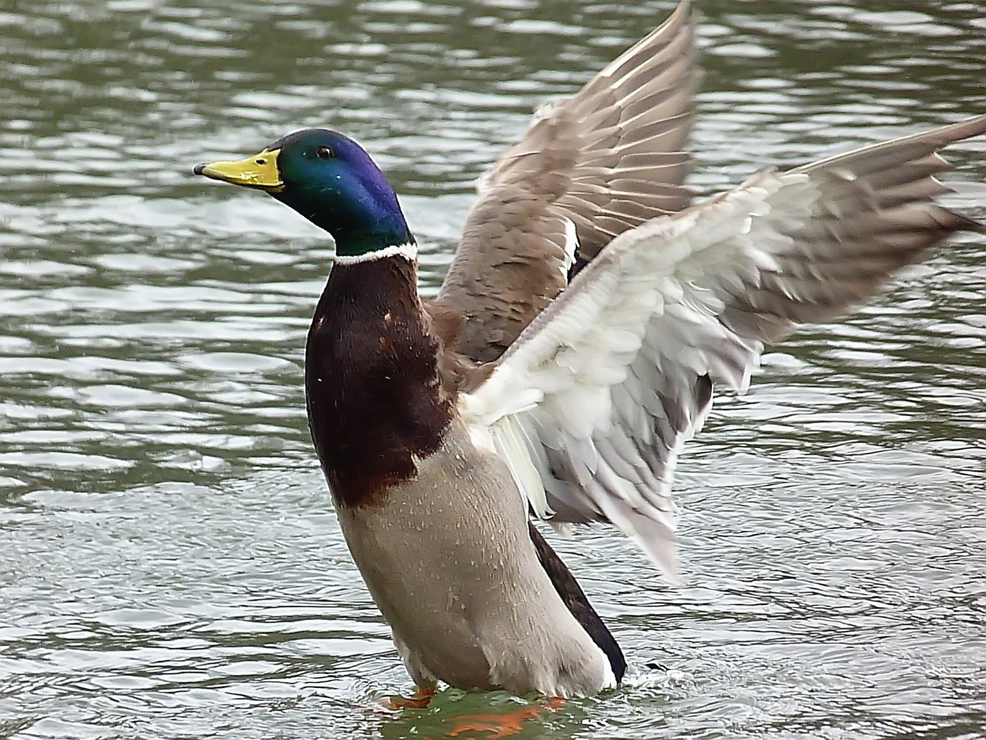 Ausgebreitete Flügel