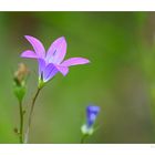 Ausgebreitete Glockenblume (Campanula patula)