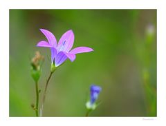 Ausgebreitete Glockenblume (Campanula patula)