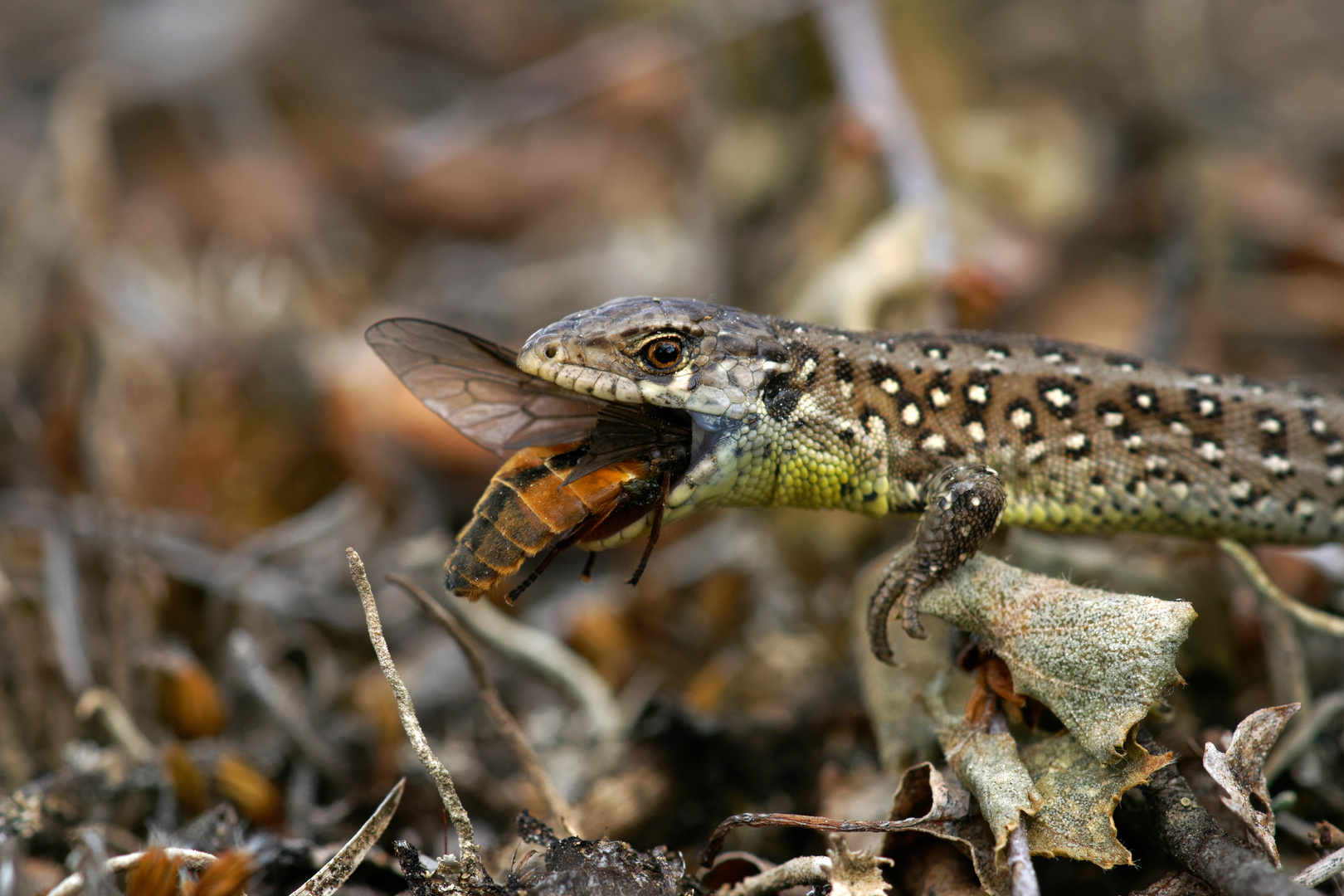 Ausgebremst... Zauneidechse (Lacerta agilis)  frisst Bremse 