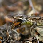 Ausgebremst... Zauneidechse (Lacerta agilis)  frisst Bremse 