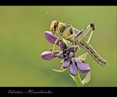 Ausgebrochene Wüstenheuschrecke ......