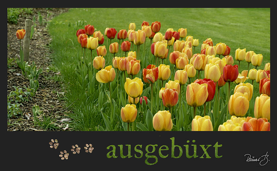 Ausgebüxt ...