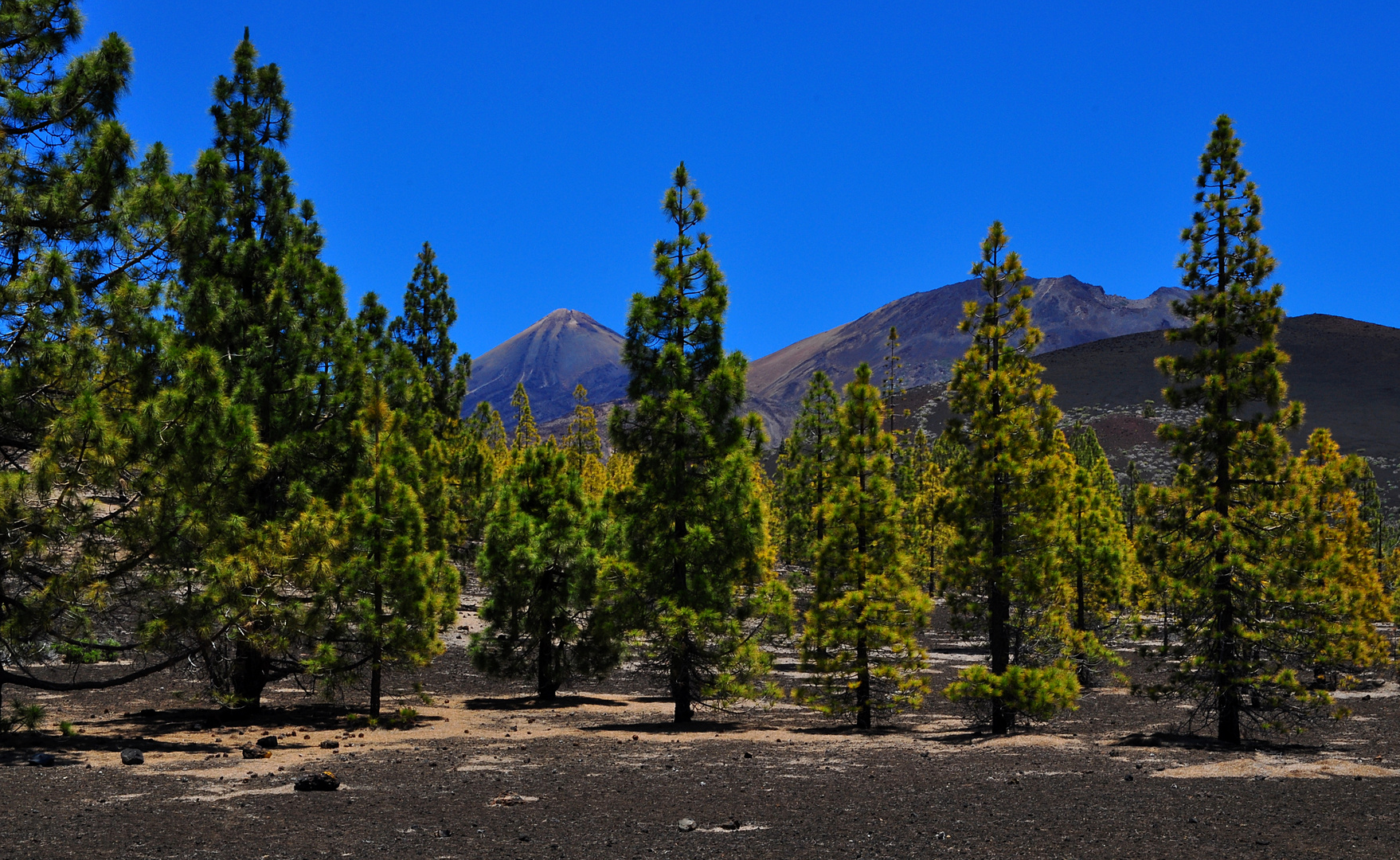 Ausgedehnte Wälder im unteren Bereich des Teide NP