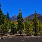 Ausgedehnte Wälder im unteren Bereich des Teide NP