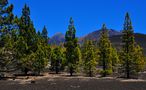 Ausgedehnte Wälder im unteren Bereich des Teide NP by LoBavMoses 