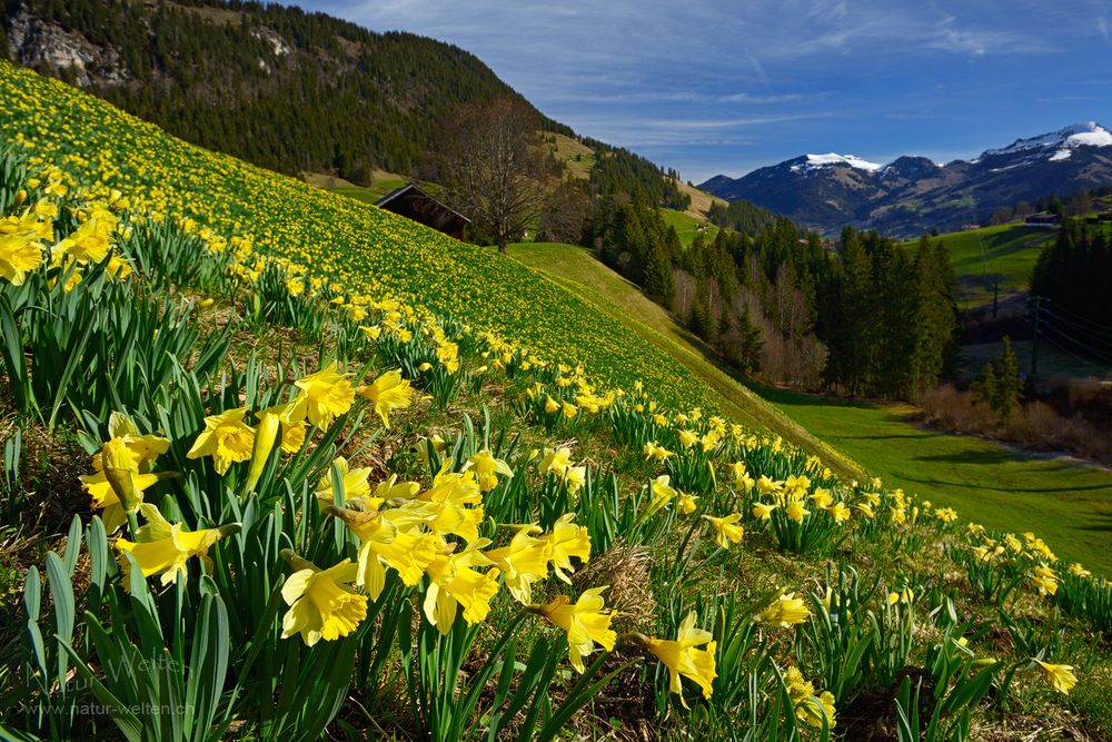 Ausgedehntes Blütenmeer