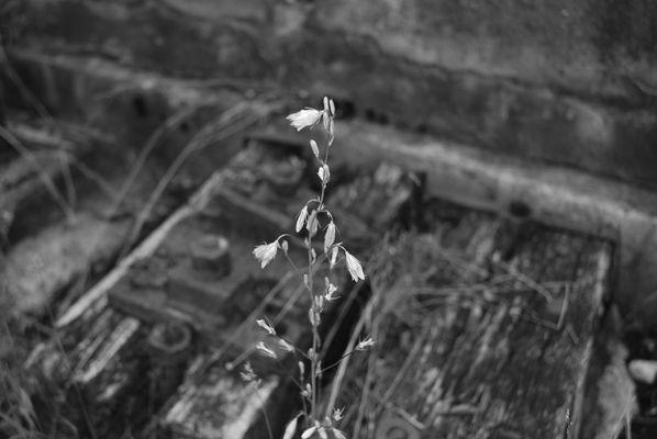 Eisenbahnen Bilder & Fotos - Fotografien Eisenbahnen