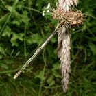 Ausgefärbtes Weibchen der Blauen Federlibelle (Platycnemis pennipes)