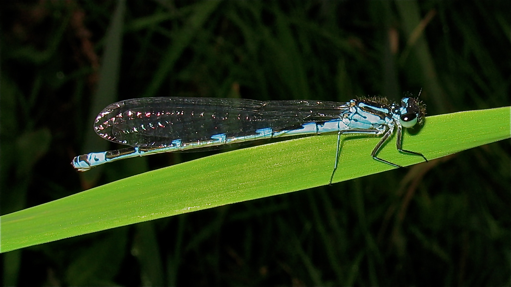 Ausgefärbtes Weibchen der Vogel-Azurjungfer (Coenagrion ornatum) (?)