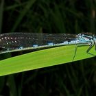 Ausgefärbtes Weibchen der Vogel-Azurjungfer (Coenagrion ornatum) (?)