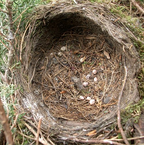 Ausgeflogen - und das ist zurückgeblieben. Die Elstern hatten das Nest nicht entdeckt.