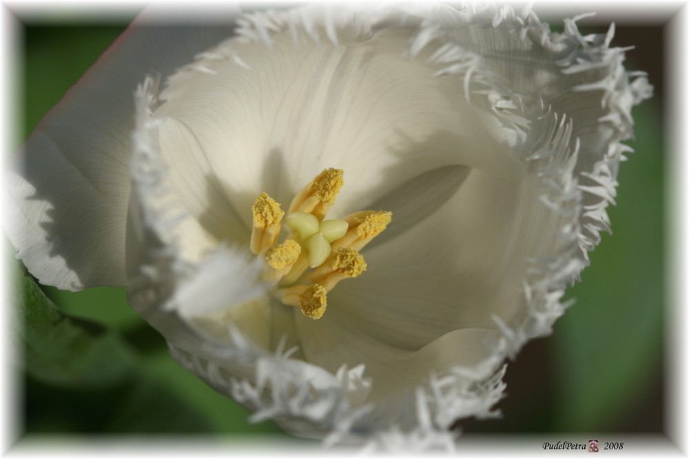 Ausgefranzte Tulpe in weiß