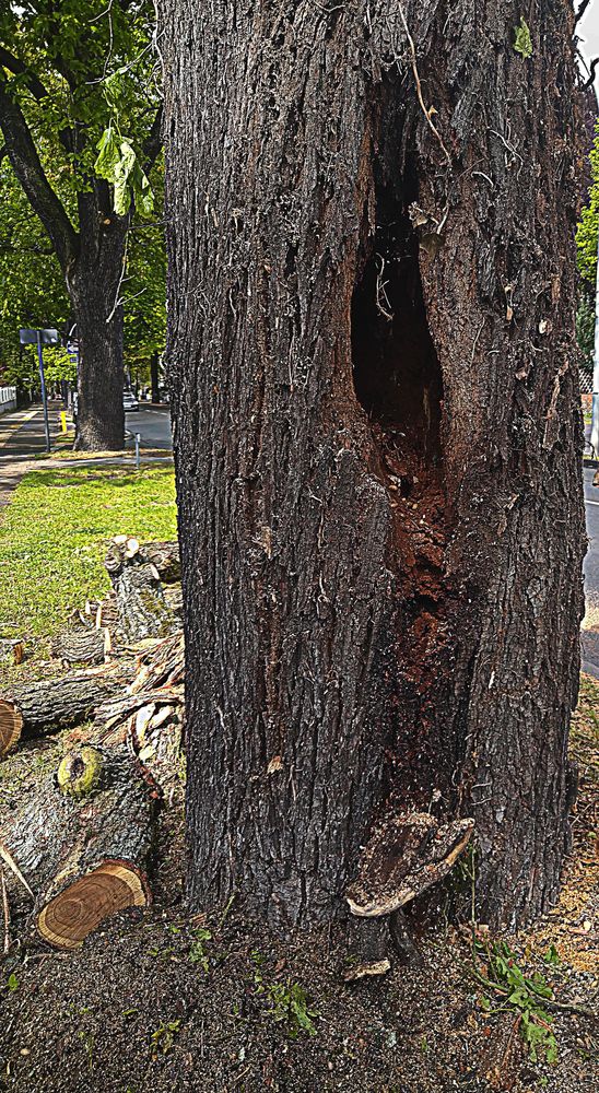 ausgehöhlter Baum