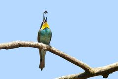 ... ausgehummelt ...