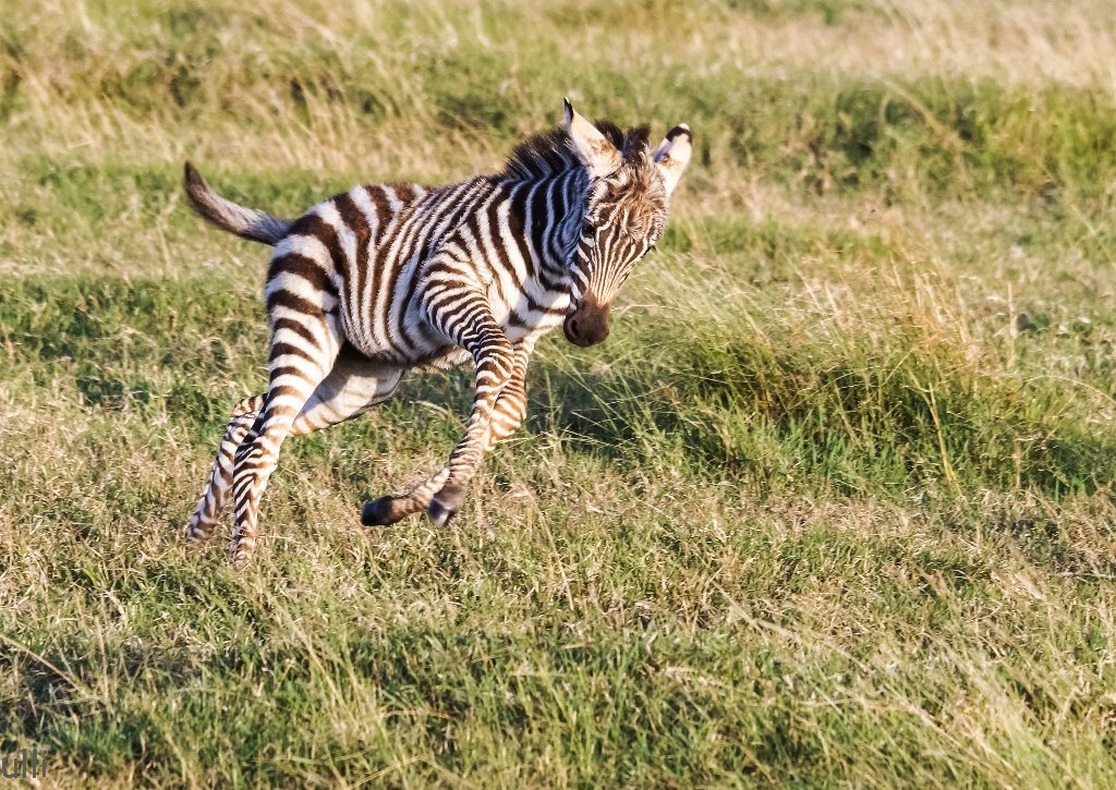 ausgelassens Zebrafohlen