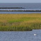 Ausgeprägter Schilfgürtel im Watt vor Spieka-Neufeld (LK Cuxhaven)