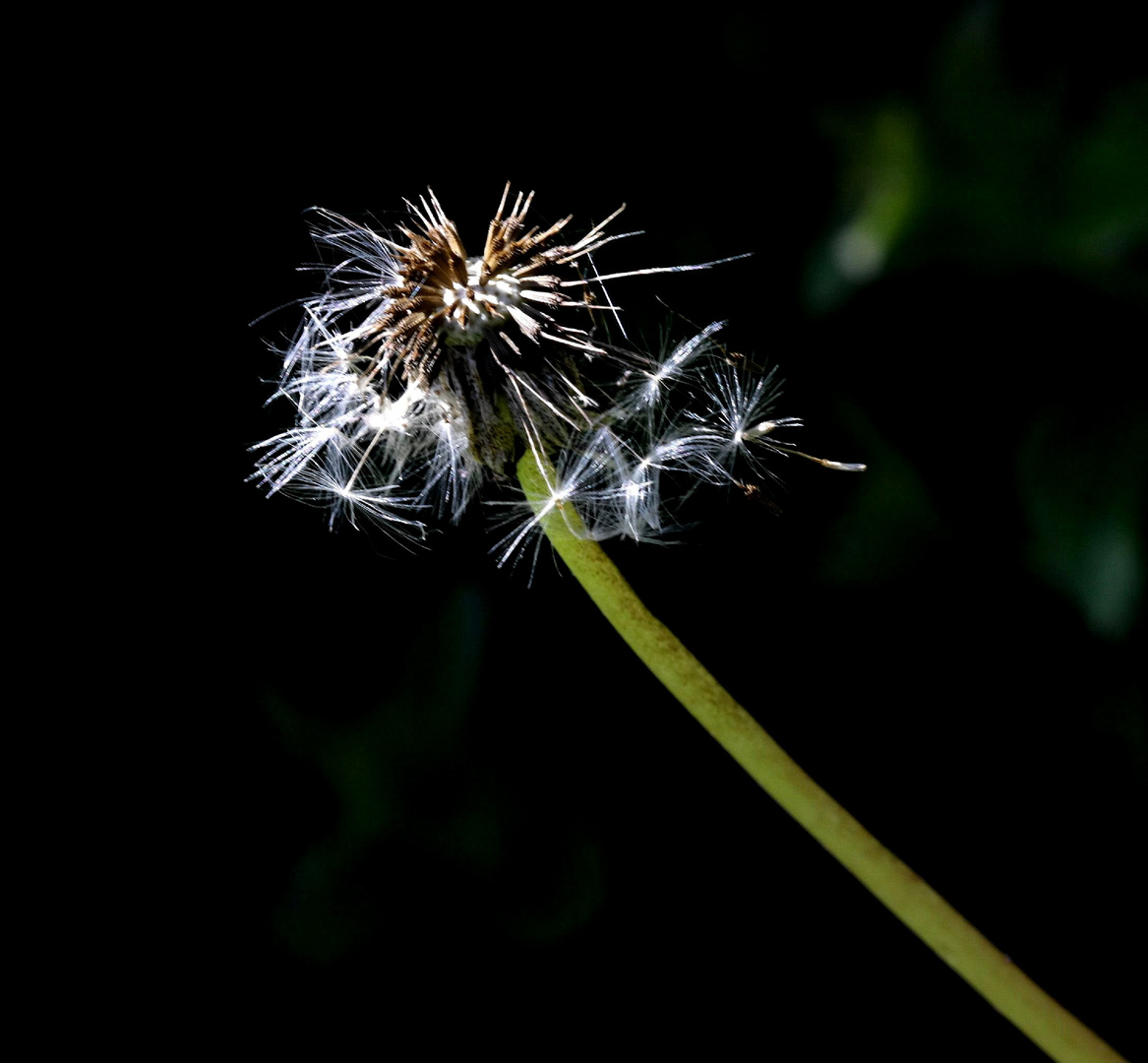 Ausgepustete Blume