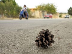 Ausgereift - getrocknet - auf die Straße gefallen / Maturato - seccato - caduto per strada (1)